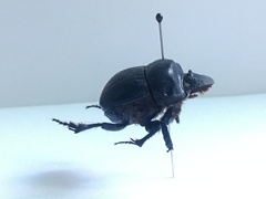 Dichotomius colonicus