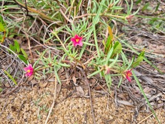 Portulaca kermesina