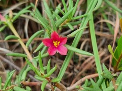 Portulaca kermesina