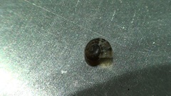 Gastropoda