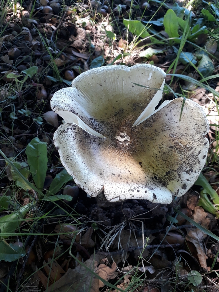 Amanita phalloides · December 2021 · photo: © laurabm2020 (iNaturalist, cc-by)