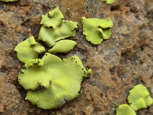 African Gold Lichen