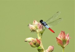 Planiplax erythropyga