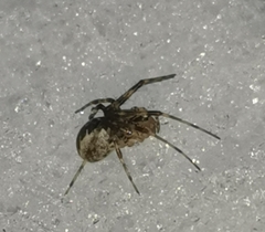 Pityohyphantes phrygianus