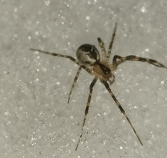 Pityohyphantes phrygianus