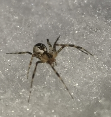 Pityohyphantes phrygianus