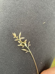 Eragrostis racemosa