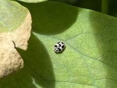 Psyllobora picta