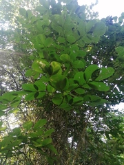 Piscidia carthagenensis