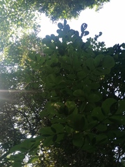 Piscidia carthagenensis