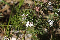 Leucopogon capitellatus