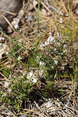 Leucopogon capitellatus