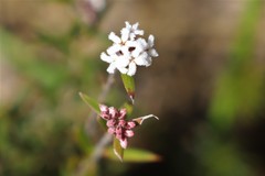 Leucopogon capitellatus