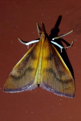 Udea daiclesalis