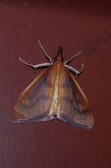 Udea daiclesalis