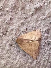 Dectochilus antucaria