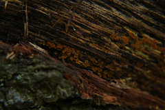 Orbiliales