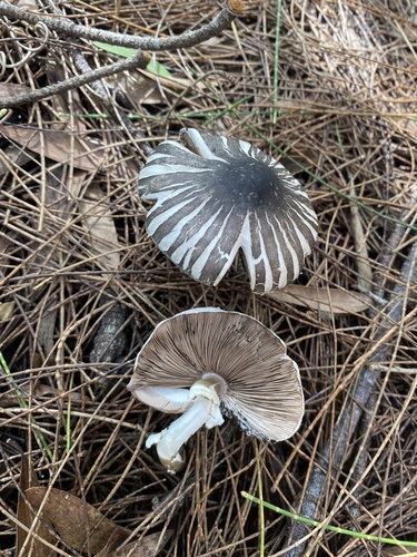 Agaricus rotalis, 2021-12-12