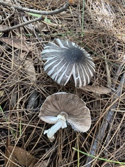 Agaricus rotalis