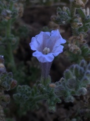Nolana leptophylla