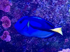 Paracanthurus