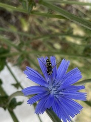 Austroscaeva occidentalis