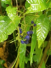 Palicourea cyanococca