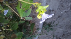 Jacquemontia pringlei