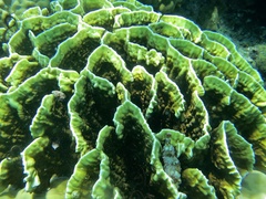 Millepora platyphylla