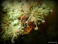 Ectopleura crocea
