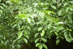 Zanthoxylum caribaeum