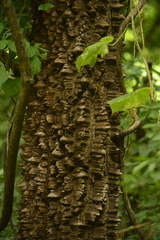 Zanthoxylum caribaeum