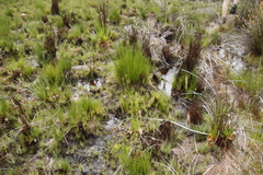 Disa obtusa hottentotica