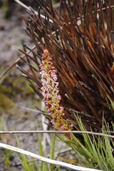 Disa obtusa hottentotica
