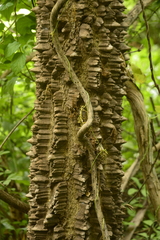 Zanthoxylum caribaeum