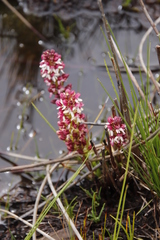 Disa albomagentea