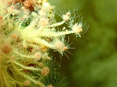 Ectopleura crocea