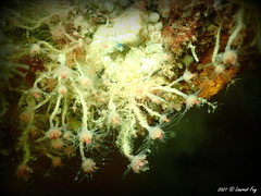 Ectopleura crocea
