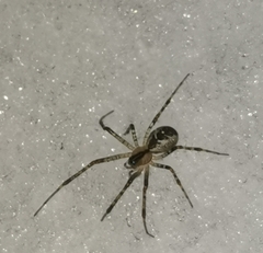 Pityohyphantes phrygianus