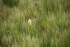 Disa albomagentea