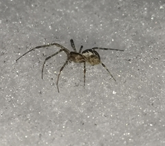 Pityohyphantes phrygianus