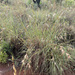 Kangaroo Grass - Photo (c) Andre Harmse, some rights reserved (CC BY-NC), uploaded by Andre Harmse