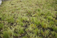 Disa albomagentea