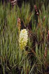 Disa albomagentea