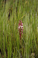 Disa albomagentea
