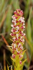 Disa obtusa hottentotica