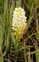 Disa albomagentea