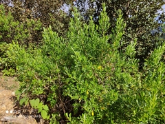 Baccharis