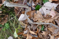 Pantherophis alleghaniensis