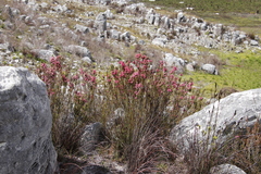 Erica tegulifolia
